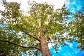Best Tree Risk Assessment  in Atasdero, CA