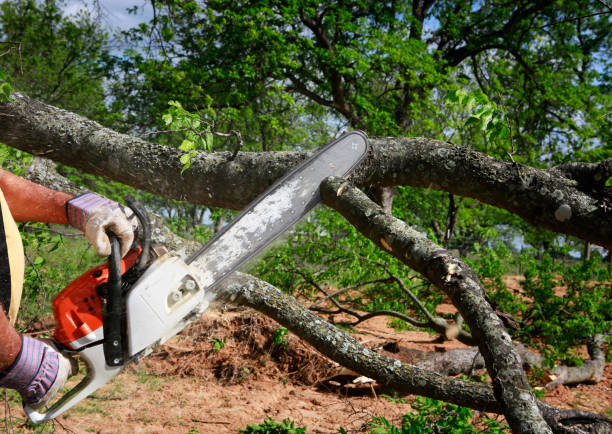 Best Tree Maintenance Programs  in Atasdero, CA