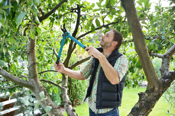 Best Pest Control for Lawns  in Atasdero, CA